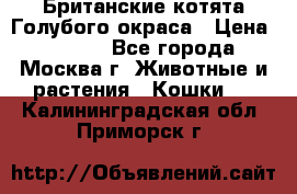 Британские котята Голубого окраса › Цена ­ 8 000 - Все города, Москва г. Животные и растения » Кошки   . Калининградская обл.,Приморск г.